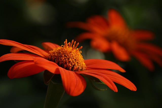 Best Gardening Apps to Spruce Up Your Green Thumb and Maximize Your Outdoor Oasis